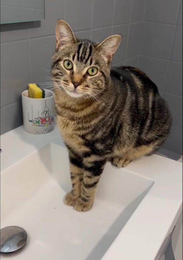 HUBERT