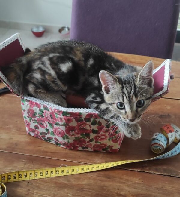 DARCY – Image 3