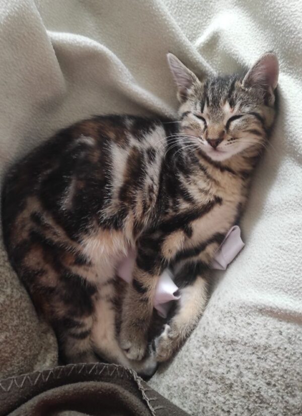 DARCY – Image 2