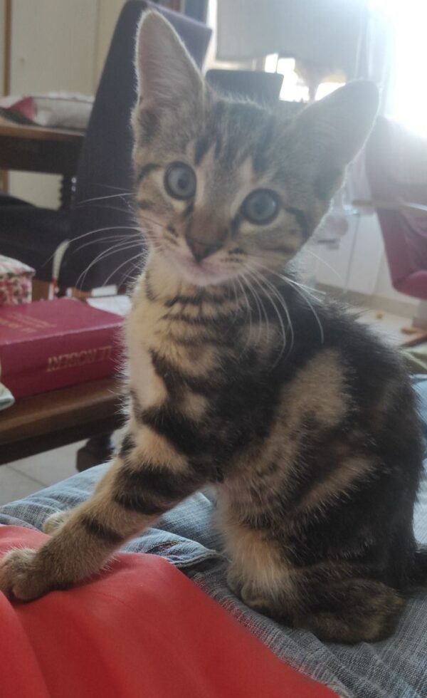 DARCY – Image 6