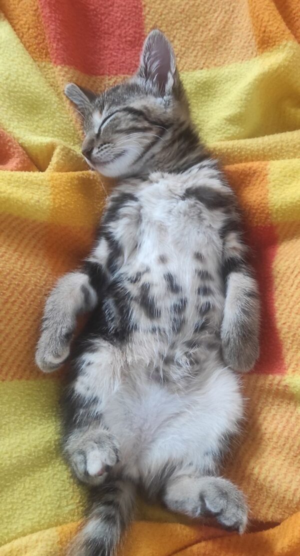 DARCY – Image 4