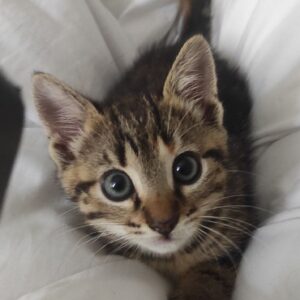 DARCY