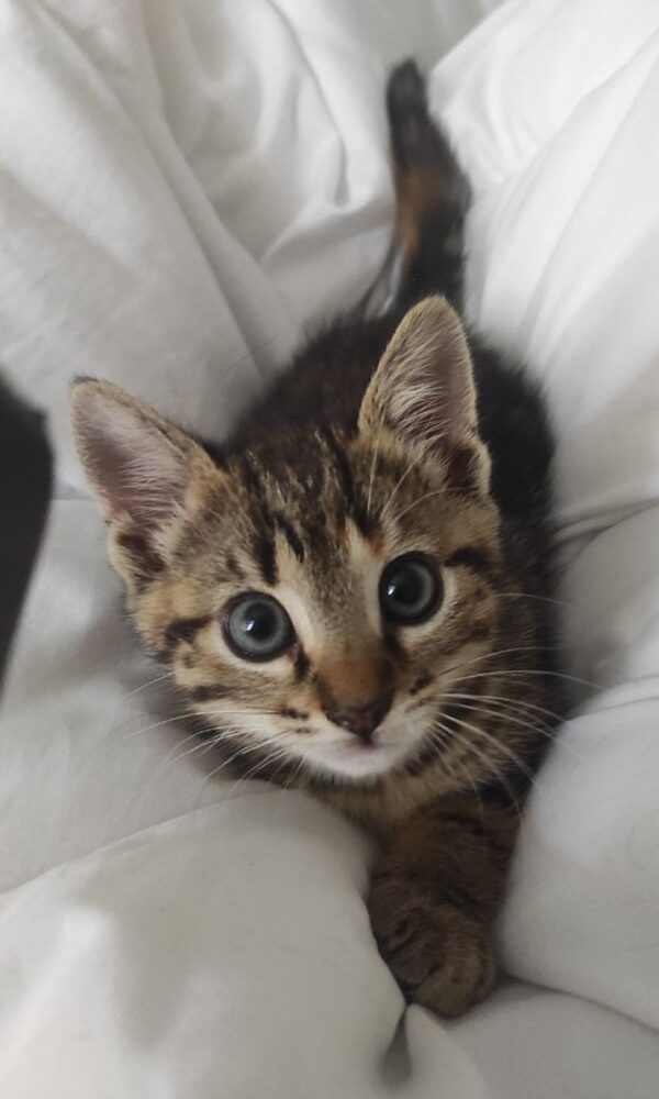 DARCY