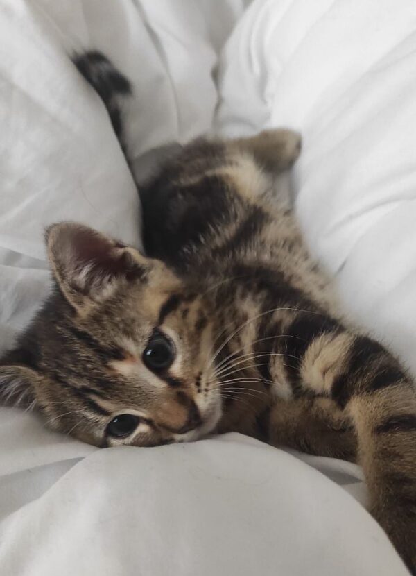 DARCY – Image 8