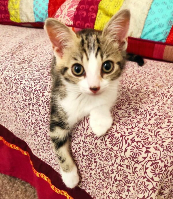 ALICE