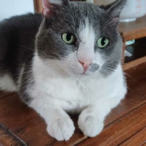 MEDITER dit MEDHI