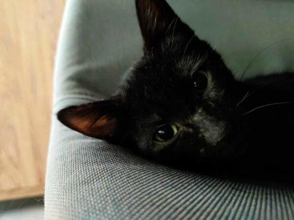 ZAHO – Image 2