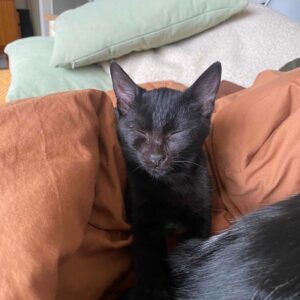 ZAHO