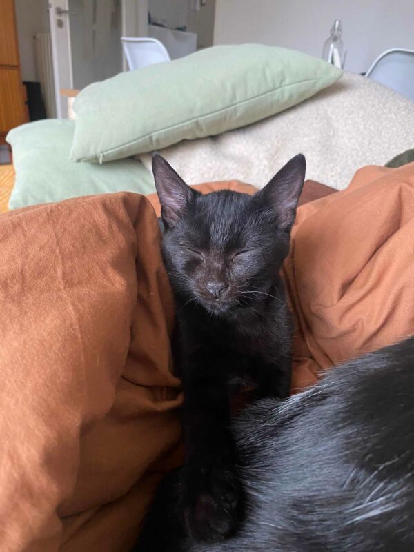ZAHO