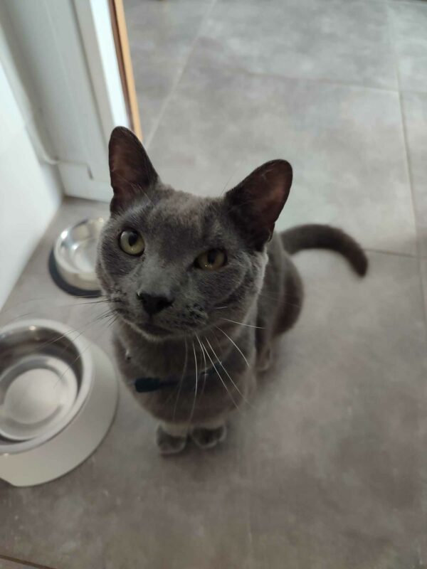 OREO – Image 4
