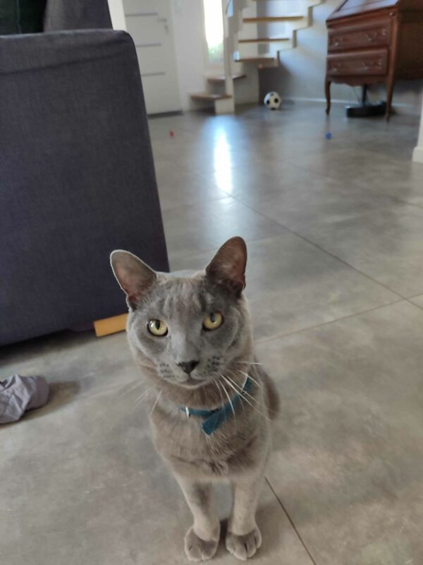 OREO – Image 5