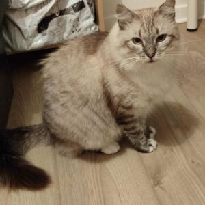 ULYSSE