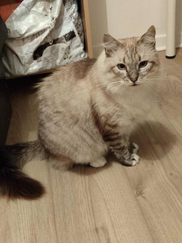 ULYSSE