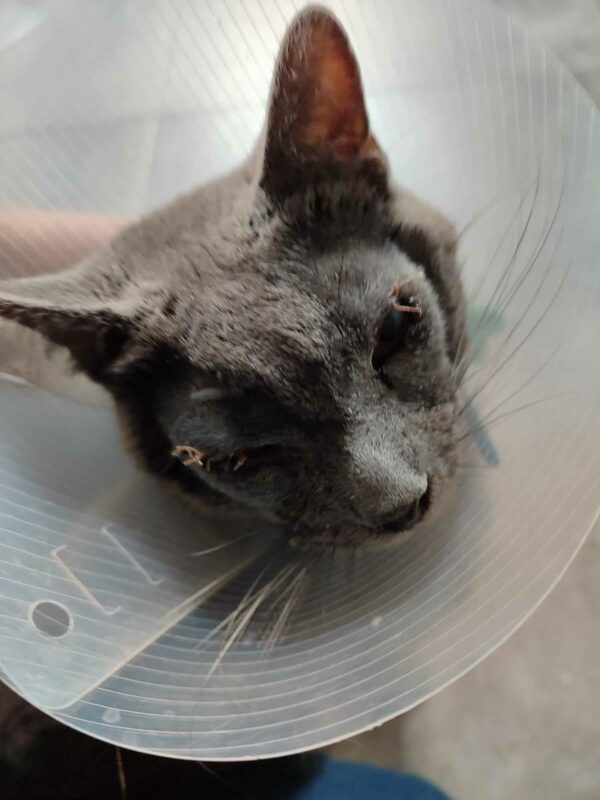 OREO – Image 8