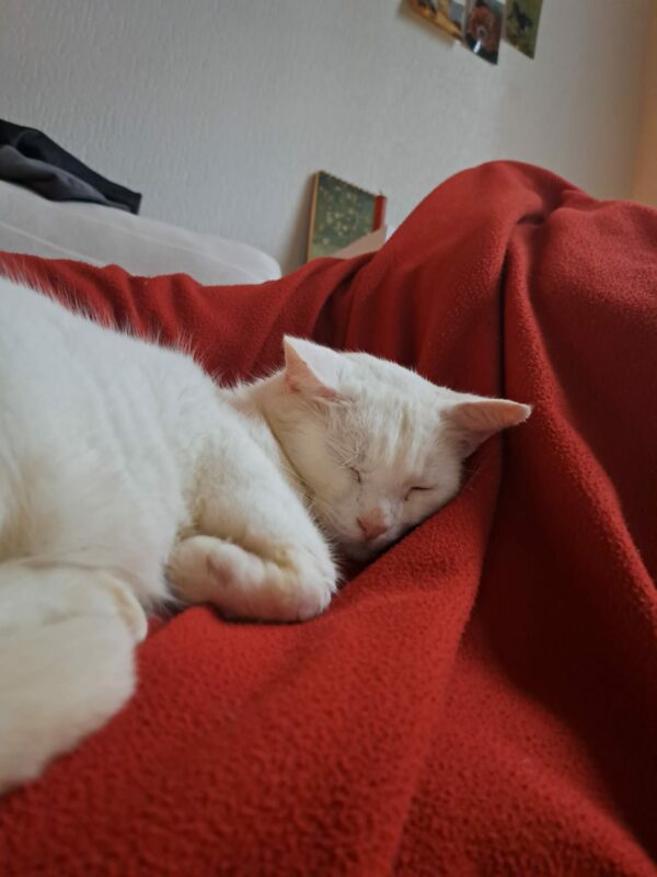 CLAUDE – Image 2