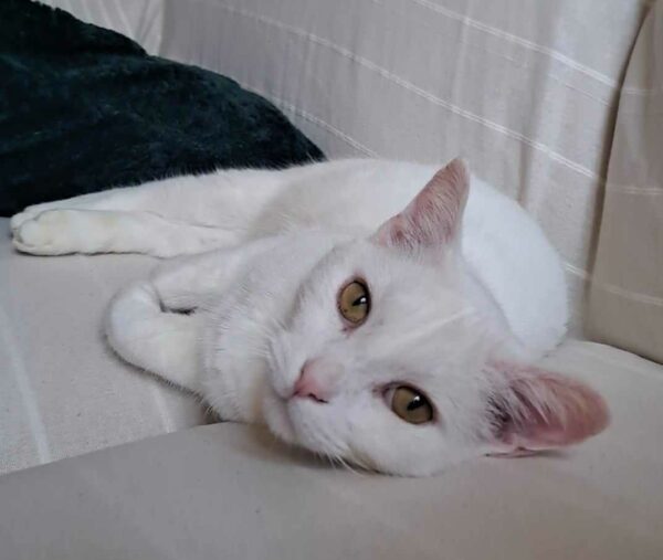 CLAUDE