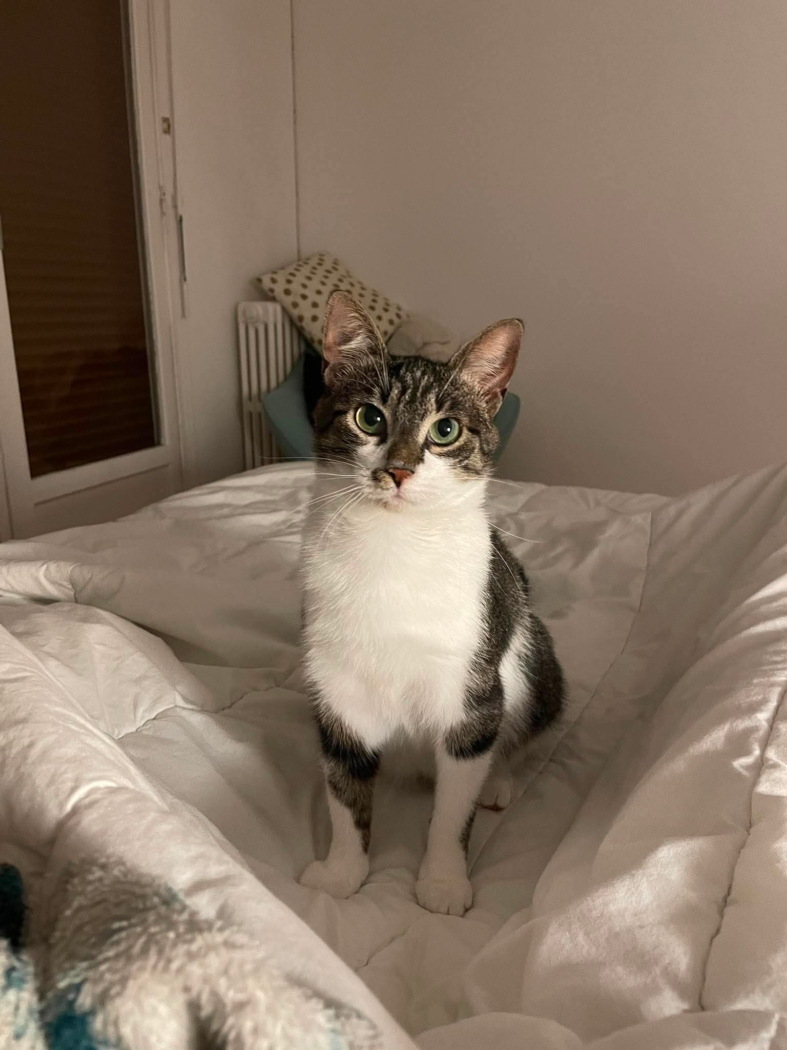 ZORRO