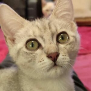 BILBO