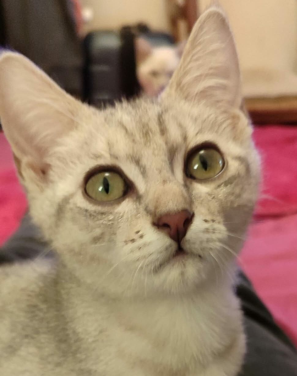 BILBO