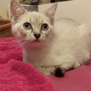 BOWIE