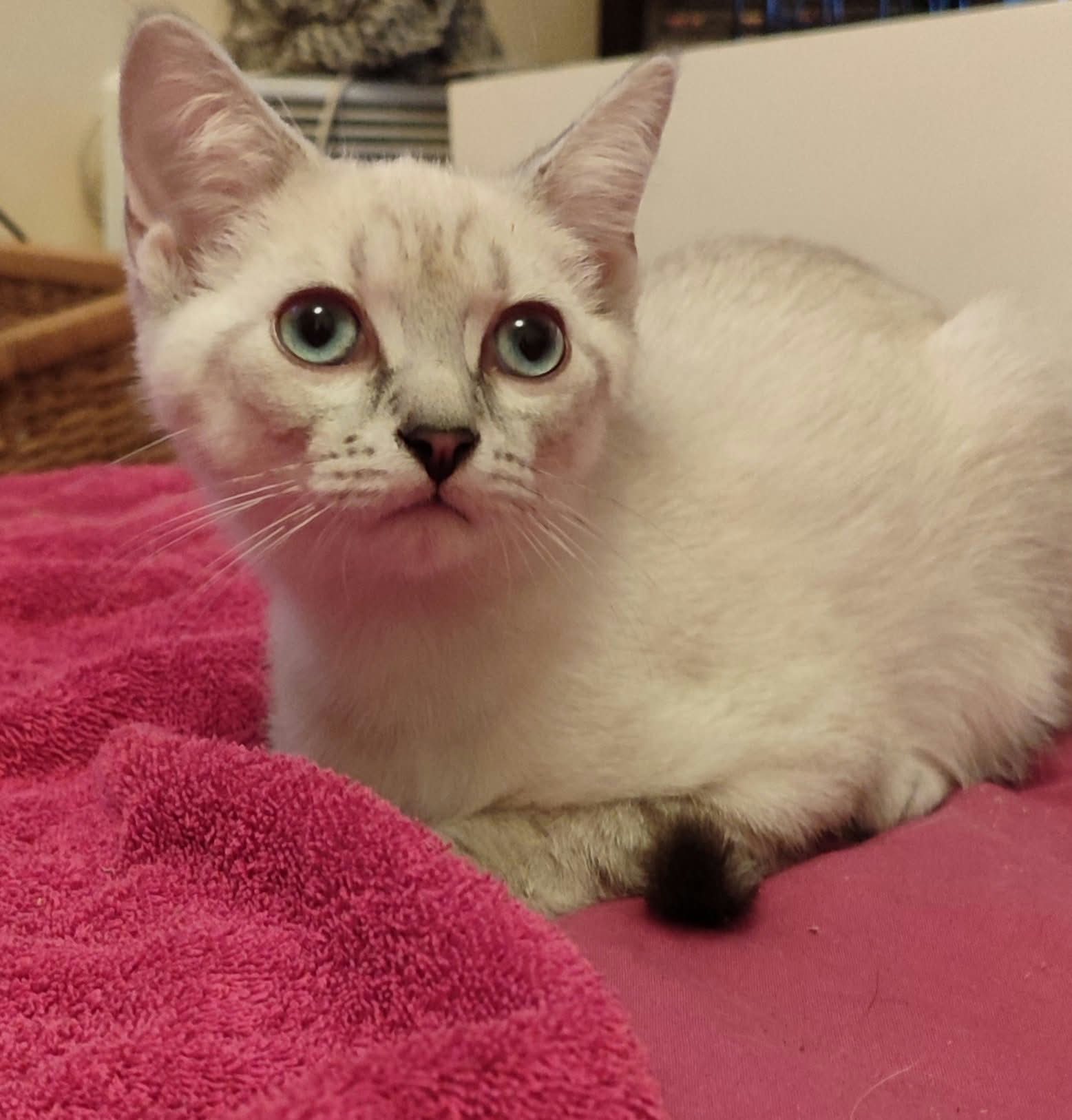 BOWIE
